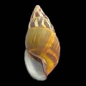 Amphidromus Everettii Specimen Spiral Shell